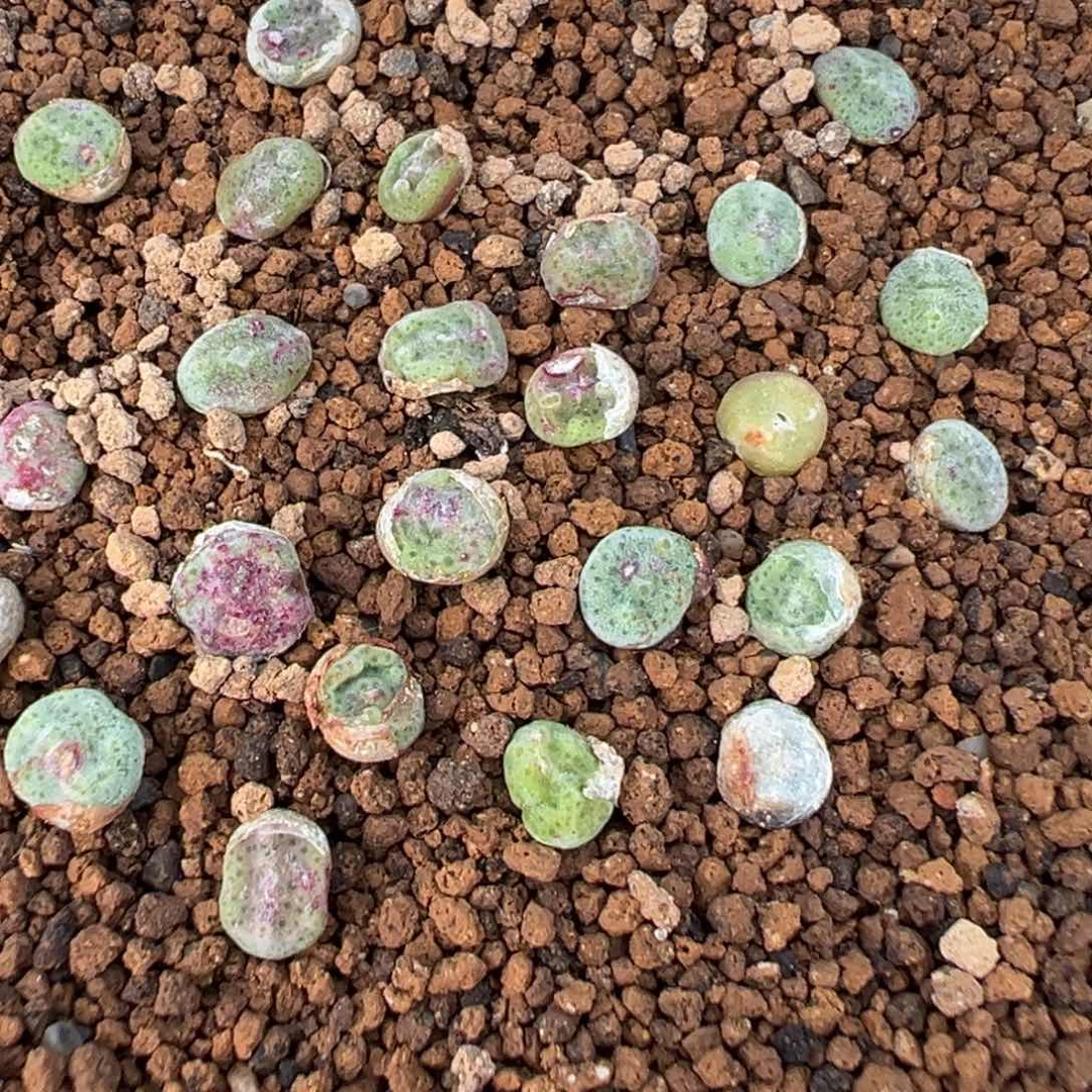 量拍PV10043绿豆糕小苗一颗