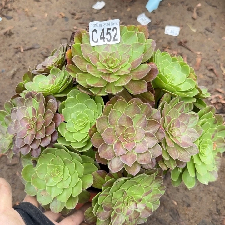 花月夜，多肉植物……