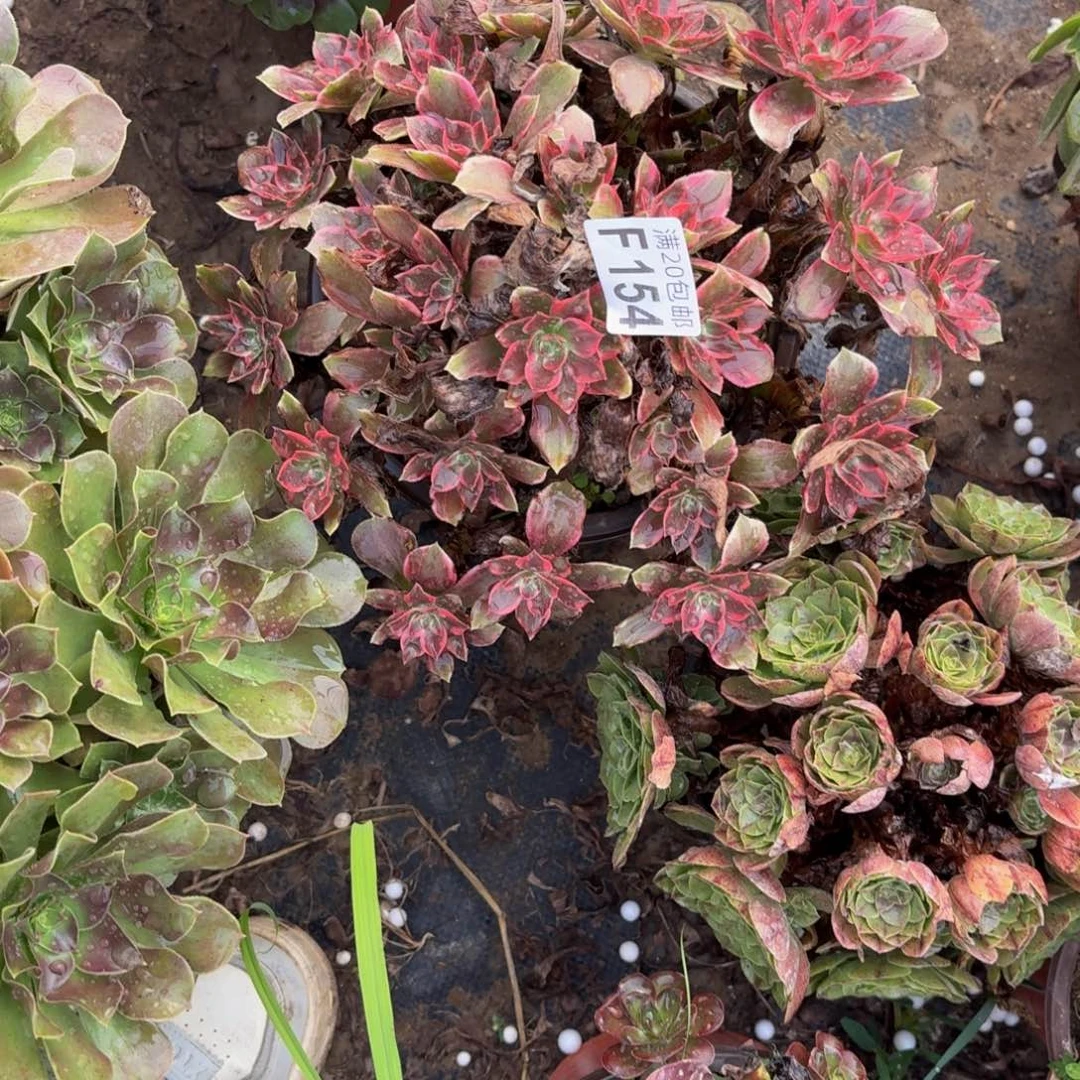 154多肉植物捧花的时候@