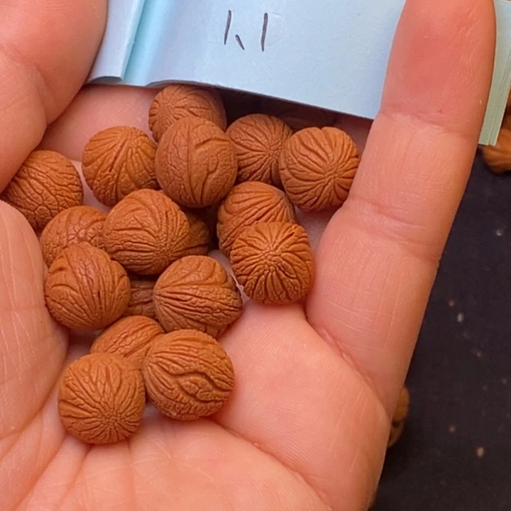 秦岭龙纹桃核的21颗