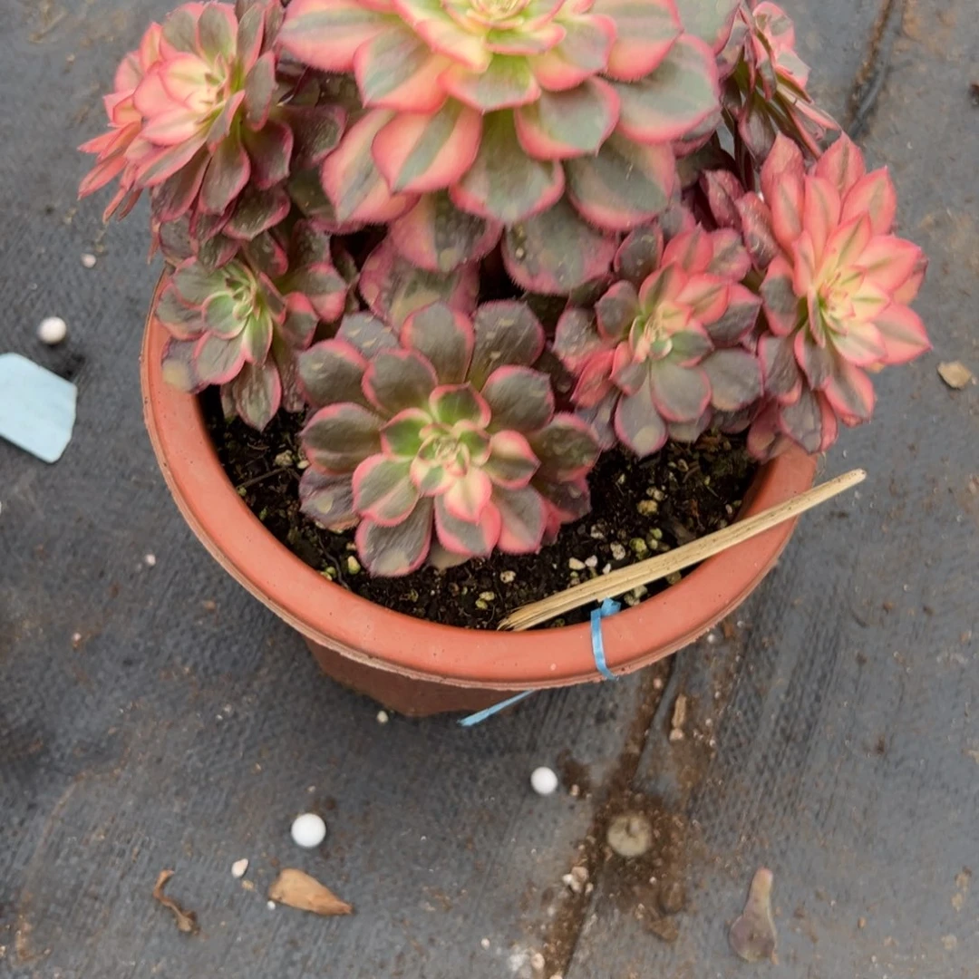 362黑魔锦多肉多肉多肉