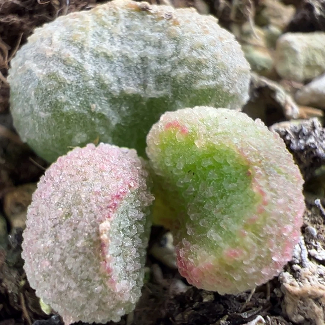 ****芳小冰球实生新品多肉植物水泡多肉植物