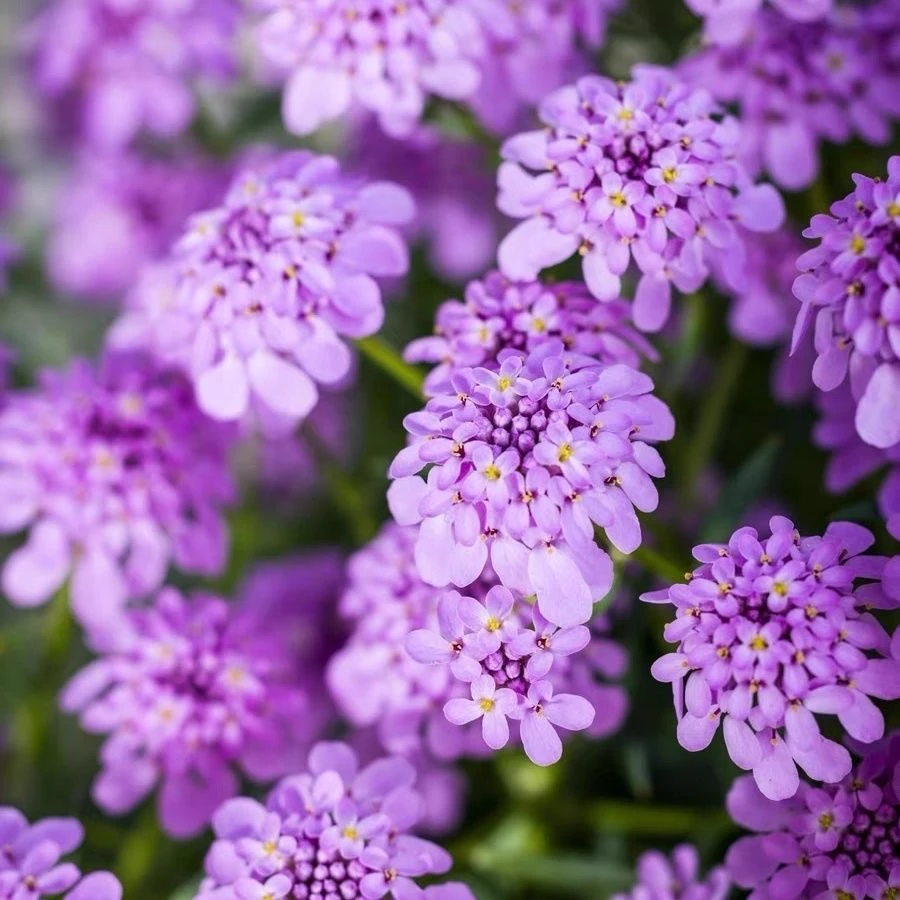 屈曲花 蜂室花盆栽大苗带花苞多年生花卉耐热耐寒户外阳台植物