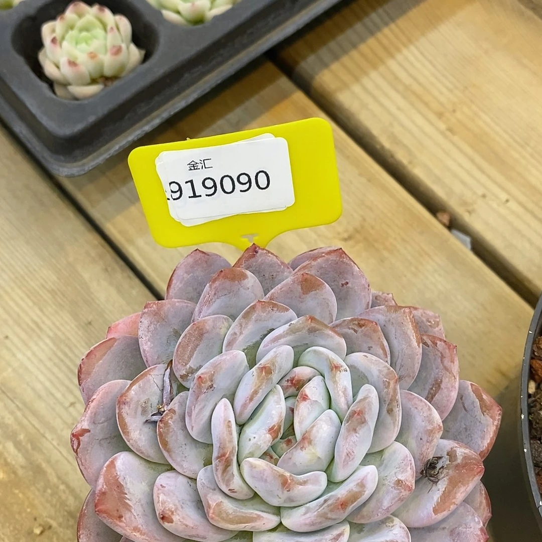 小**梦福利多多。919090