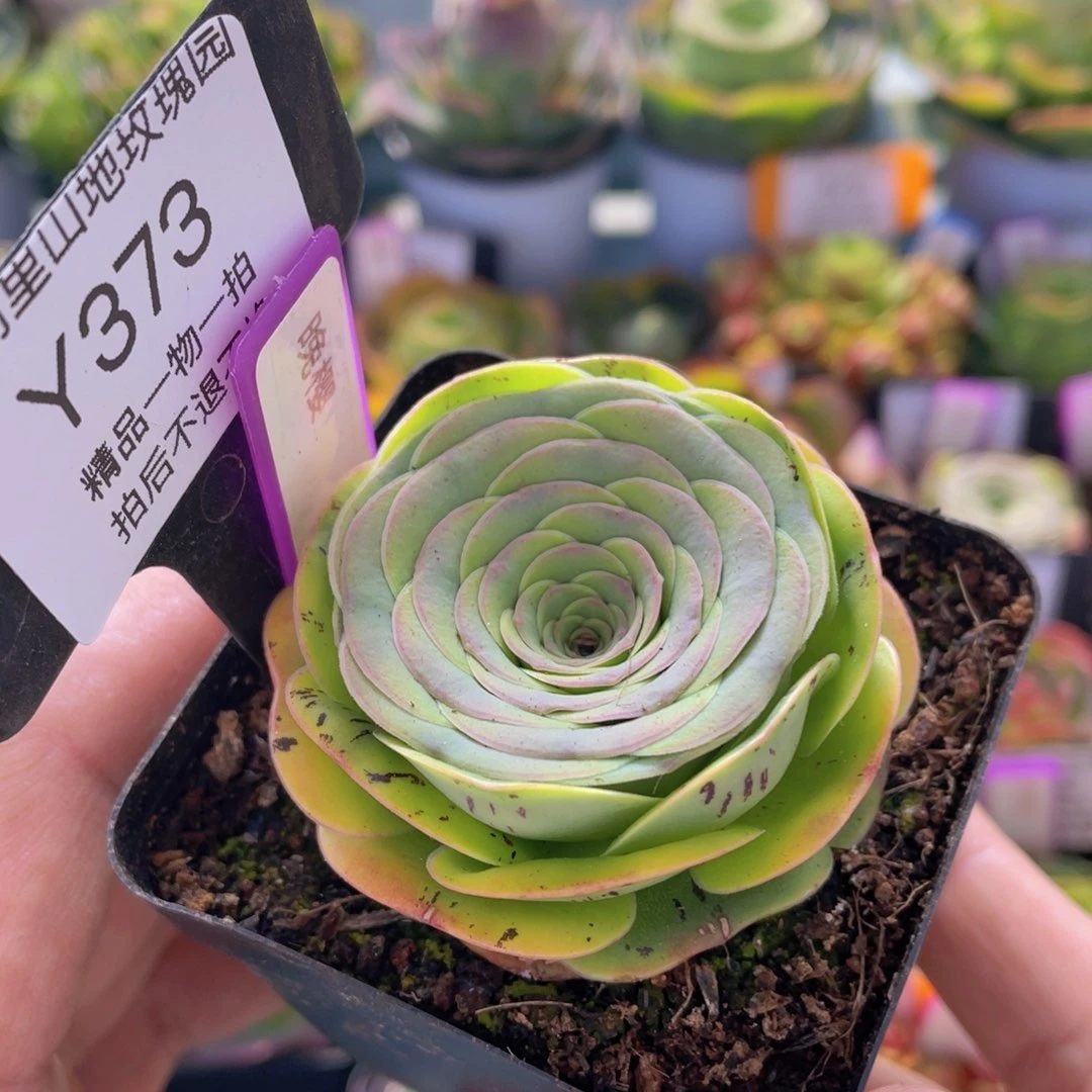 晚樱福利373一物一拍