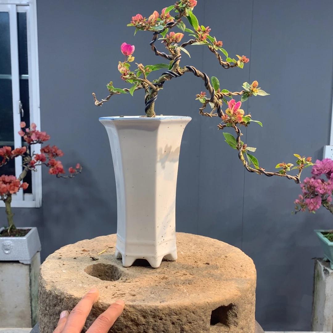 大量花朵（建议范围：8朵-15朵 或40%以上）