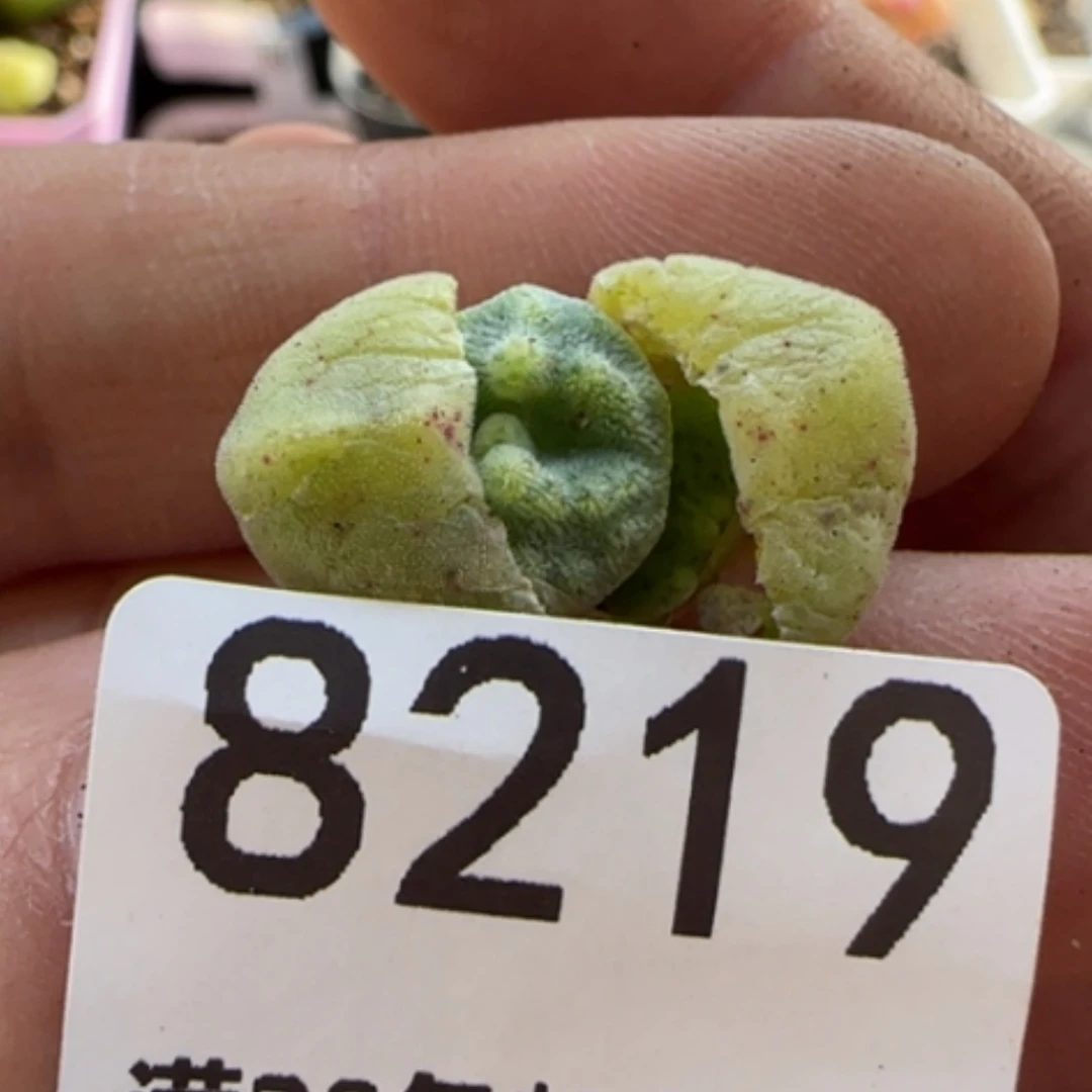 【闪购商品】三*8219