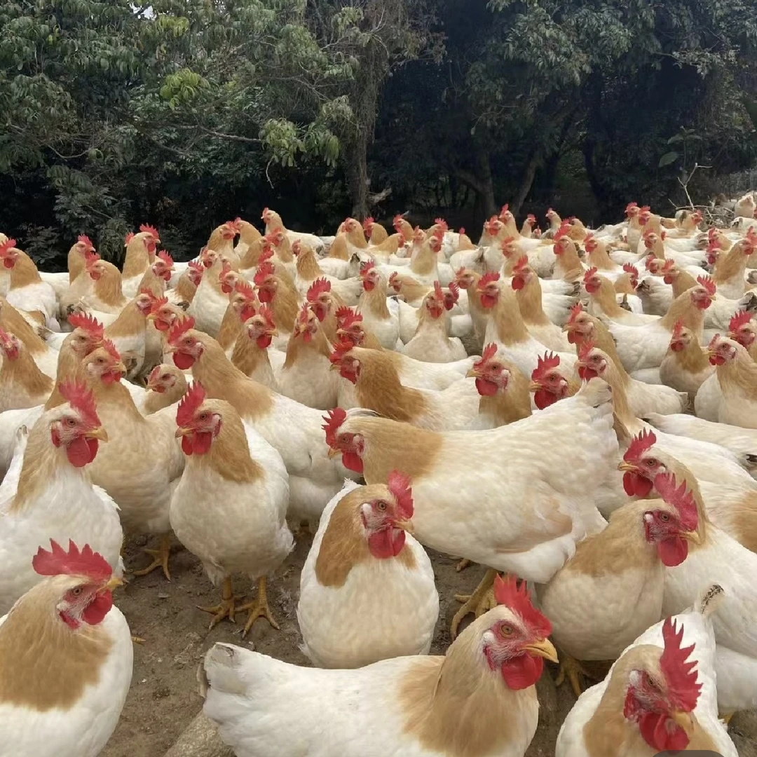 下蛋散养产蛋古典鸡3-3.5斤宠物古典鸡杏花鸡