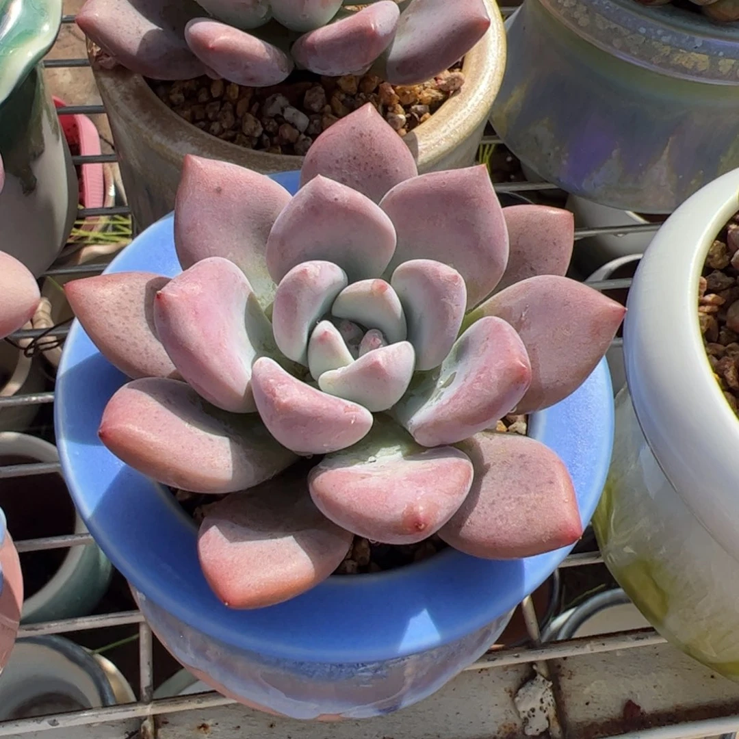 奥普琳娜带盆发货