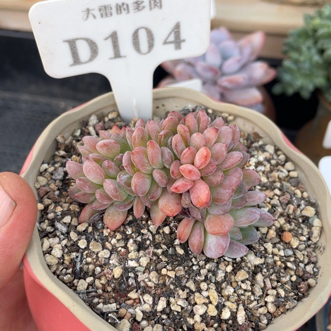 104全明星不带盆7厘米