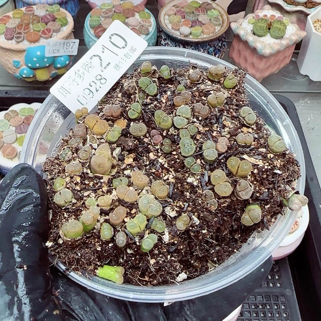 生石花满18包邮0928-210