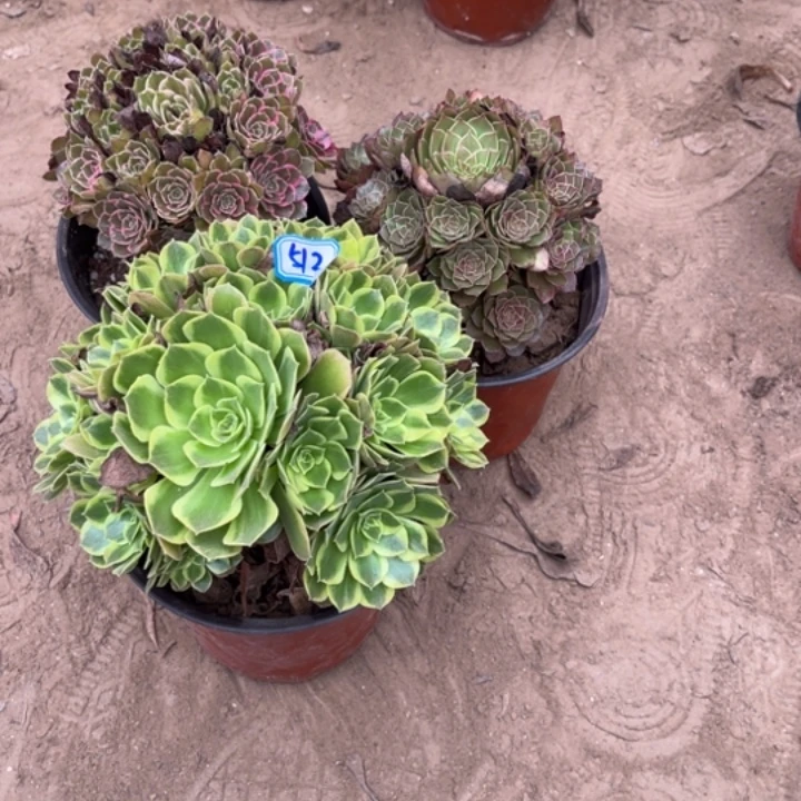 512多肉植物组合，
