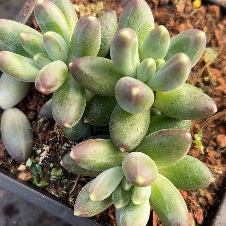 美人杂交特价一物一拍