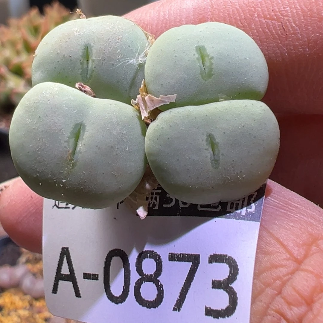 多肉植物111111111111111