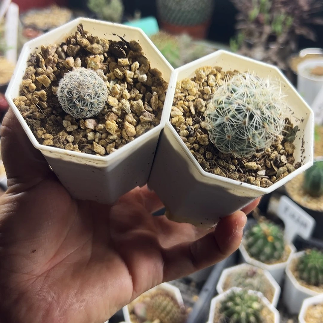 白虎色镜仙人球111111111