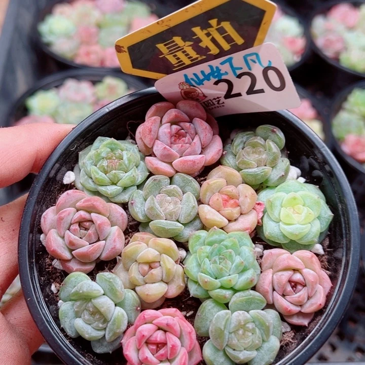 多肉植物多肉植物