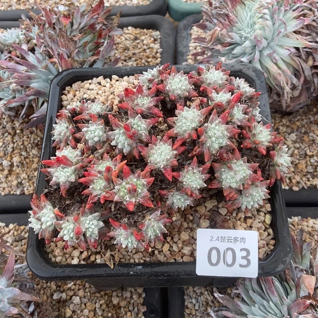 003白菊多肉植物啦啦啦