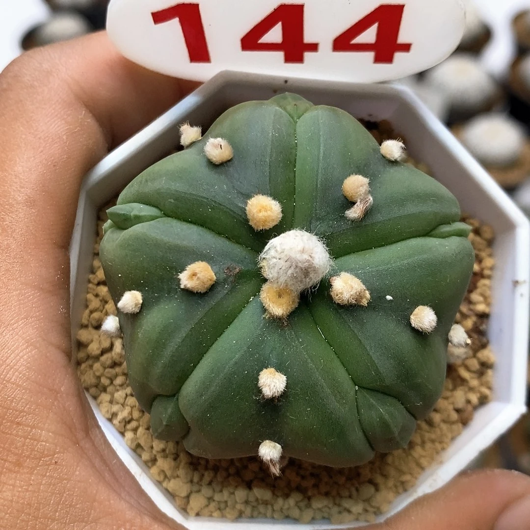 144福利特价咯福利特价咯