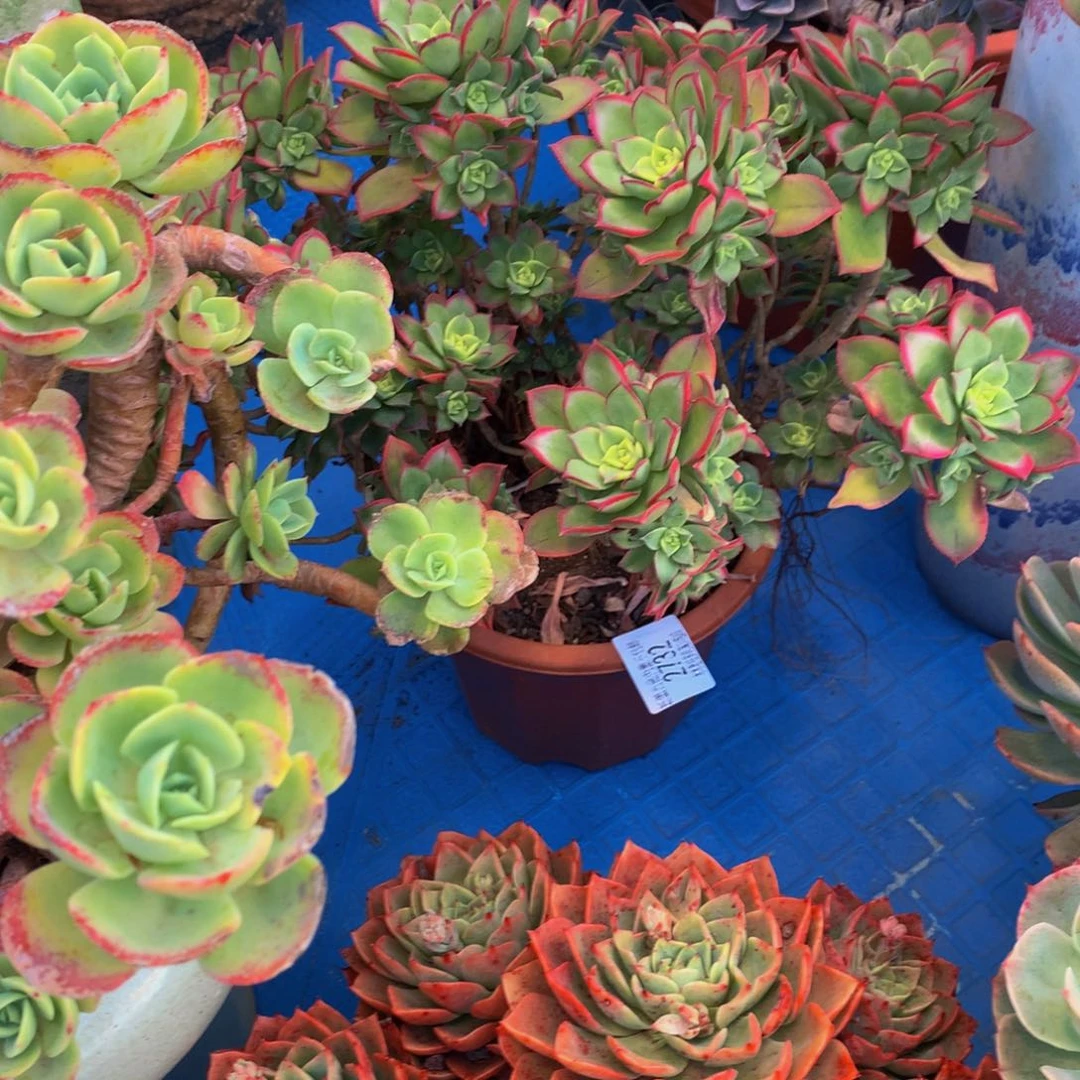 心**林2732艳日辉多肉