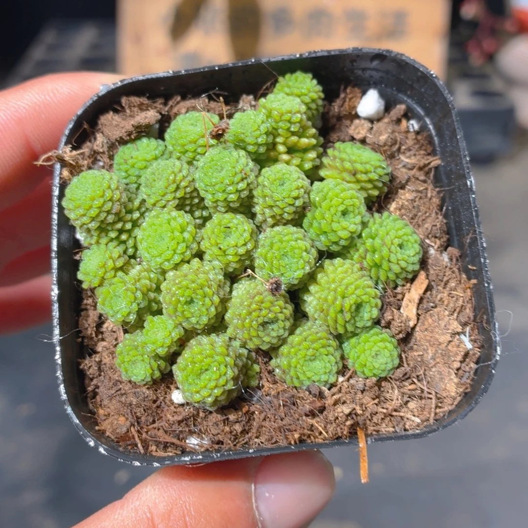 魔男多肉9.9包邮发货