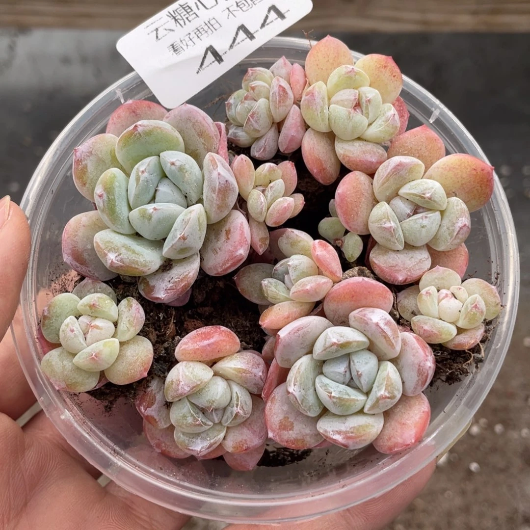 云糖心多肉植物444