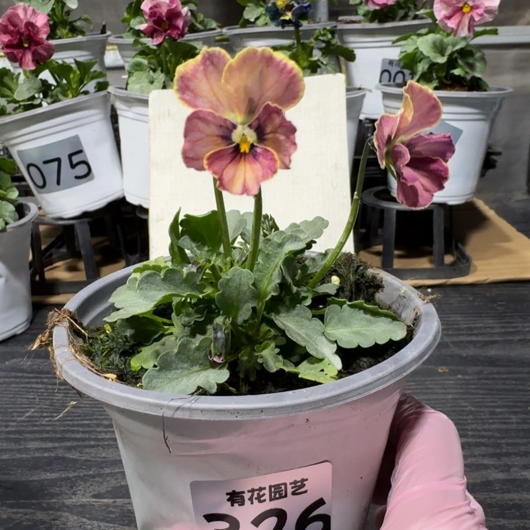 全部花朵326号心跳