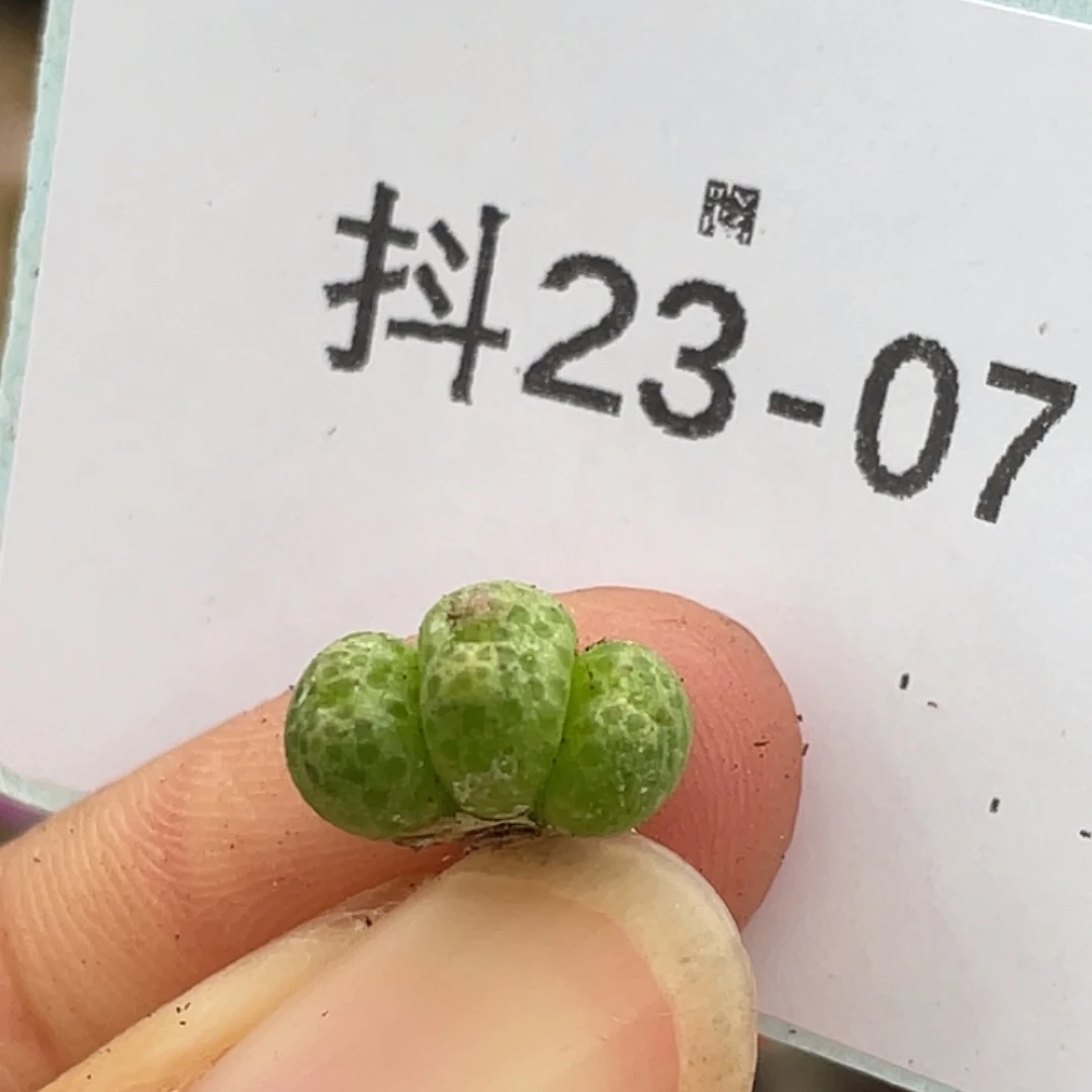 23-7草莓斑马肉锥
