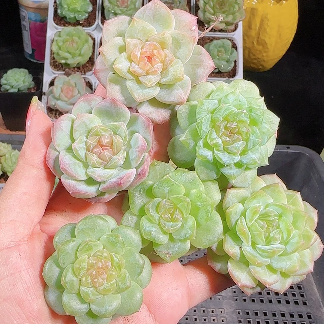 0927-124麦秆优选不包整