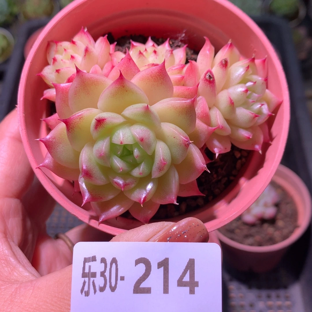 乐然30-214 麦秆群