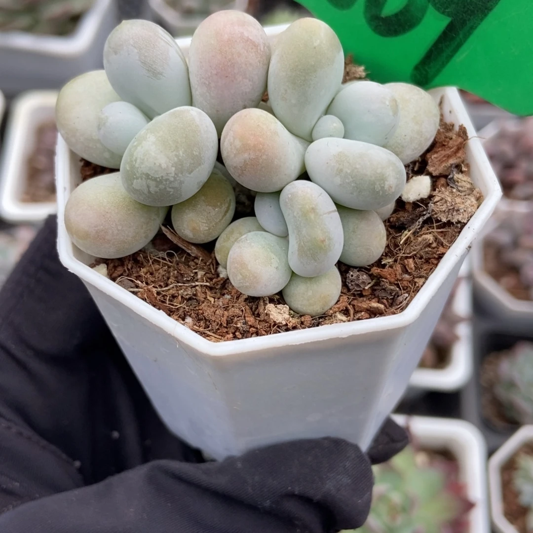 869彩虹奶多肉植物