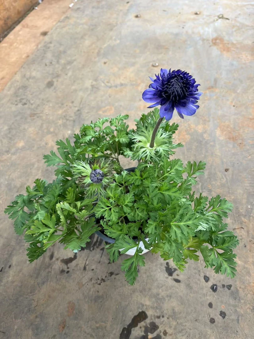 银莲花盆栽庭院阳台观花植物多年生易养耐寒花卉