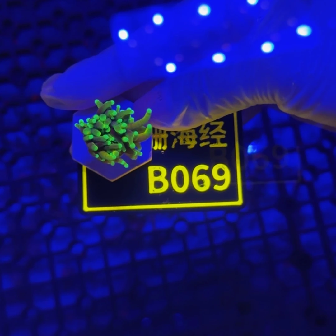 纽扣珊瑚❓晓晓龙魂金B069