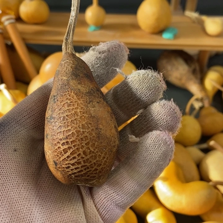 圆**圆葫芦葫芦真的