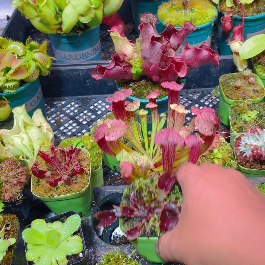 完全开放栗色怪物捕蝇草