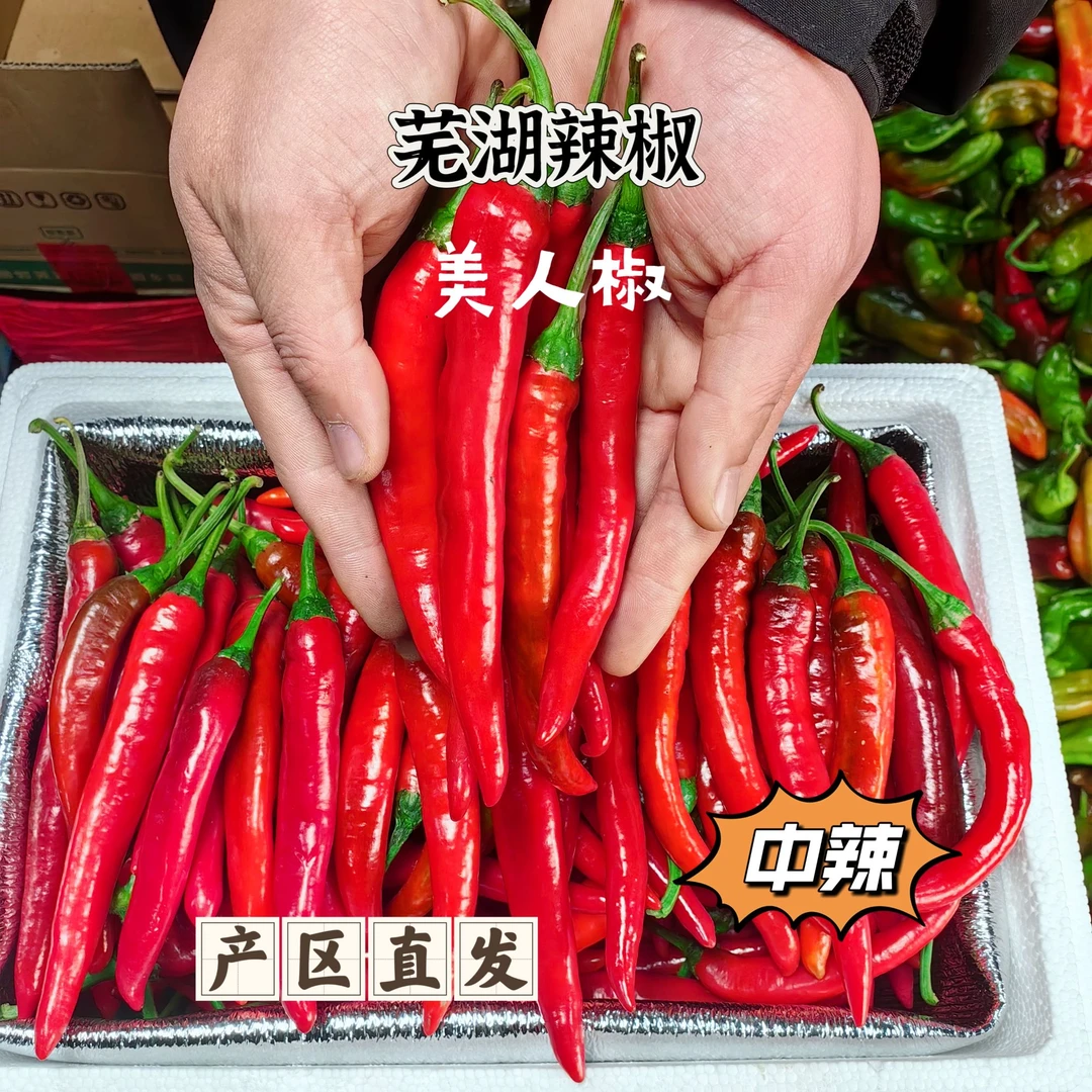 【美人椒】芜湖红杭椒大米辣美人椒辣妹子红尖椒【批发专用发全国】
