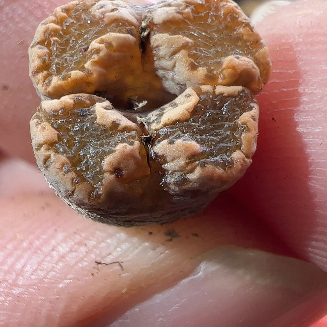 一物一拍。     902