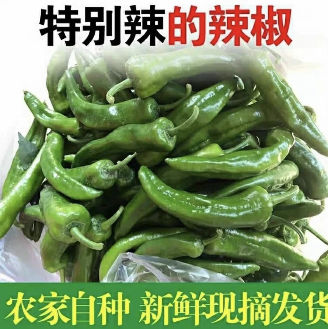 【青皮＋辣妹子混合装】正宗辣妹子辣椒特辣爆辣超辣新鲜采摘自家种