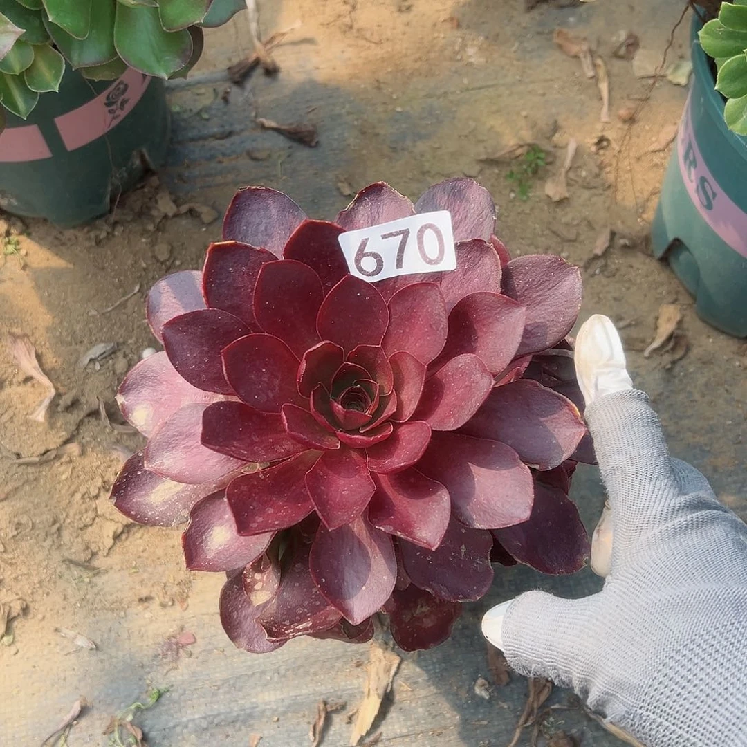 紫砂茶宠魅金玫瑰670