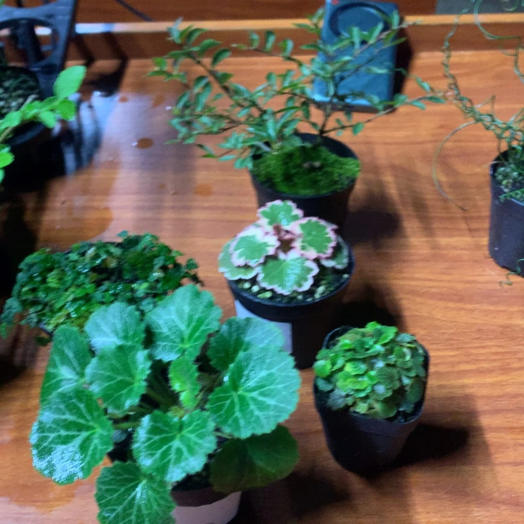 当前无花栽培后可以开花补姬虎耳4米