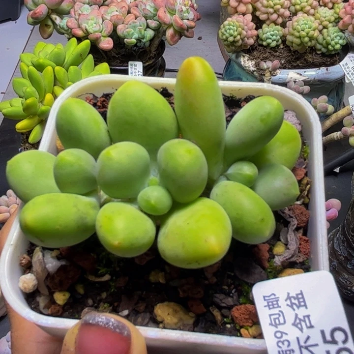 芒果奶酪355/6cm多肉
