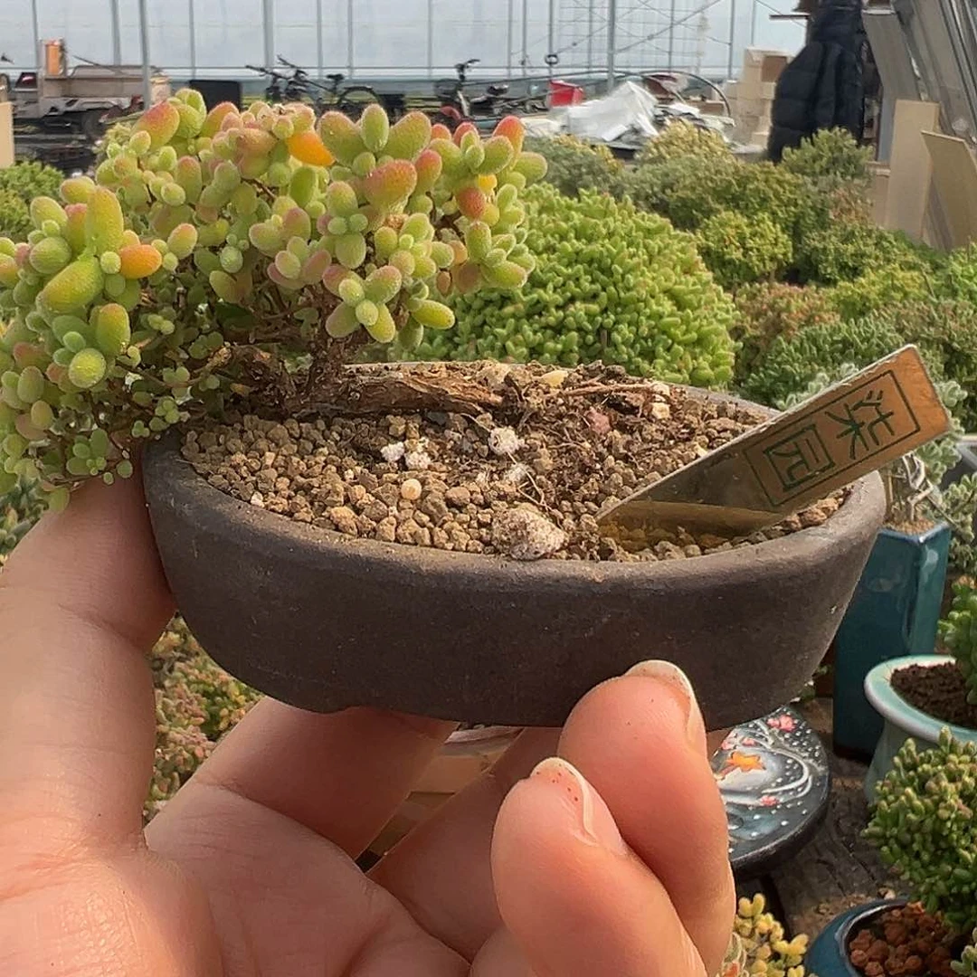 蜜橘小精品造型桩