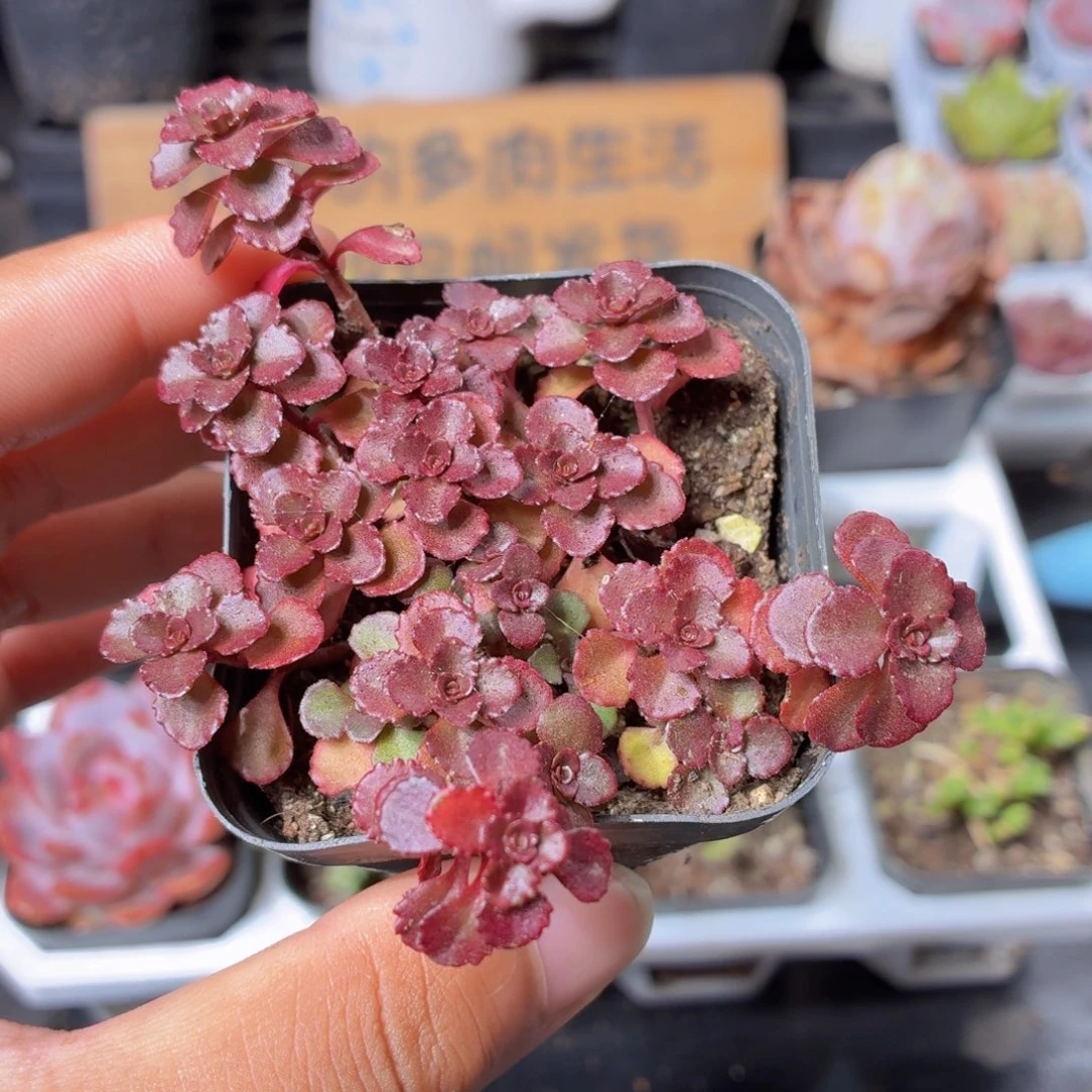 小球玫瑰多肉9.9包邮发货