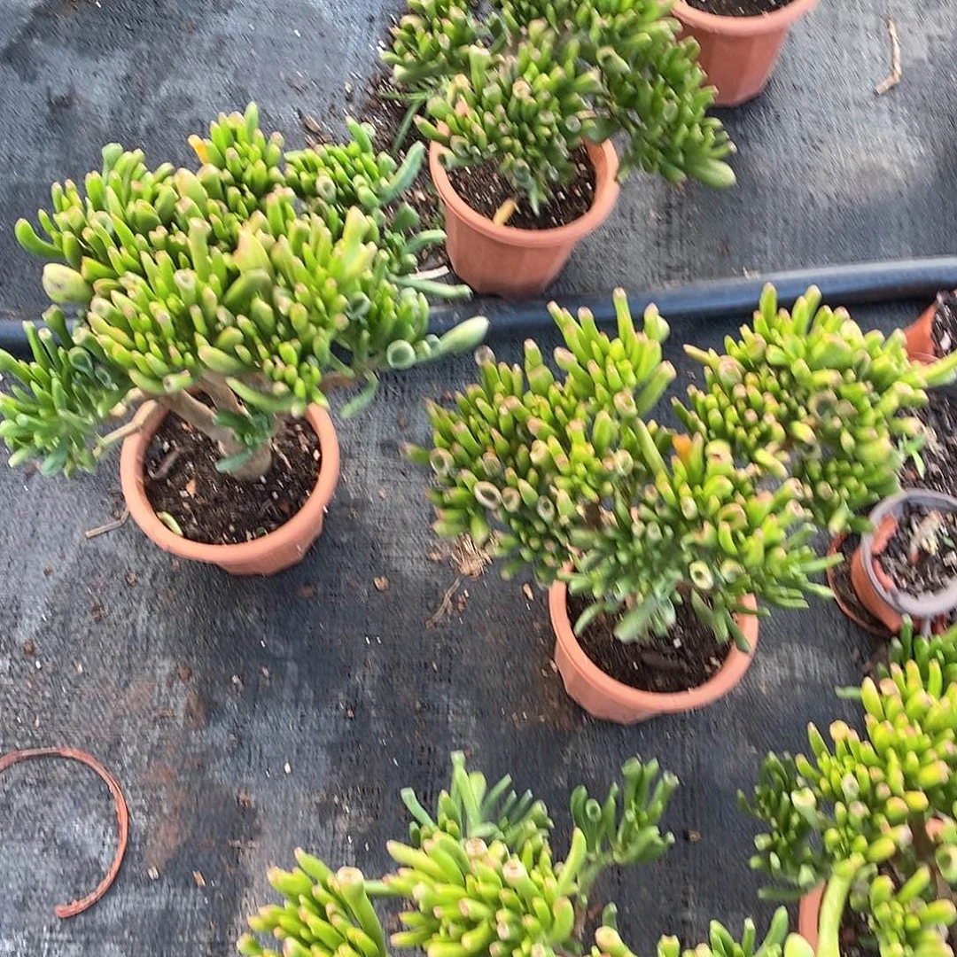 大吸财树1颗多肉植物