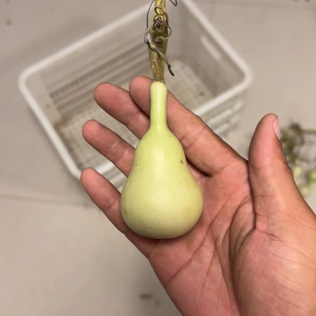 Y***J葫芦111111111111111111