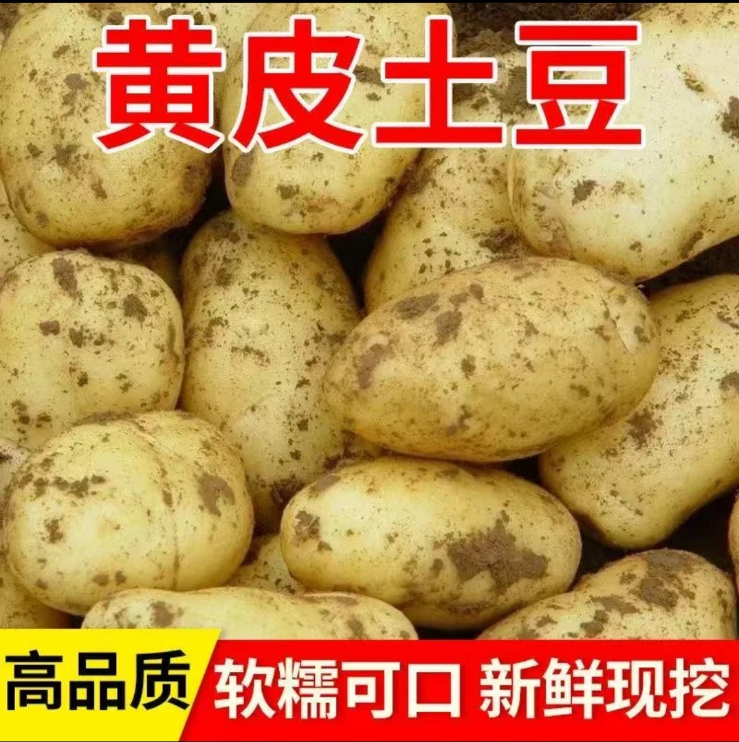 2025黄心土豆现挖现发地头价产地直达新鲜粉糯香甜薯片洋芋马铃薯