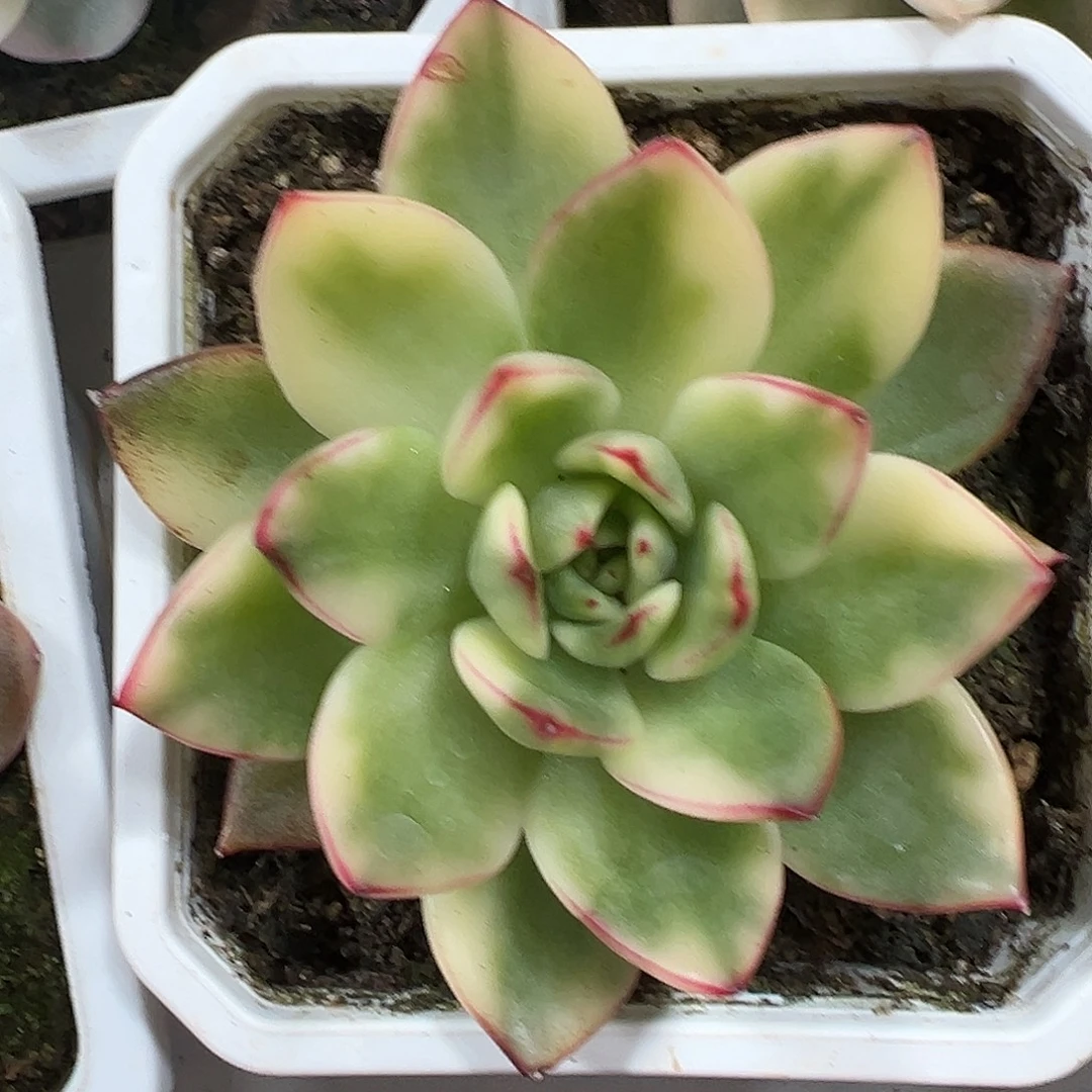 阿施娜锦多肉植物