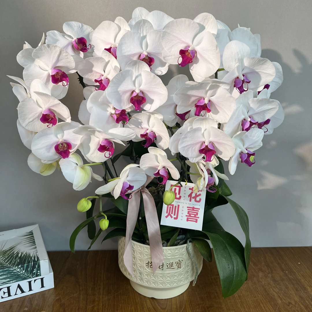 （大雪玉）欧品高货桌面款好养花旗长蝴蝶兰鲜花室内高端花卉