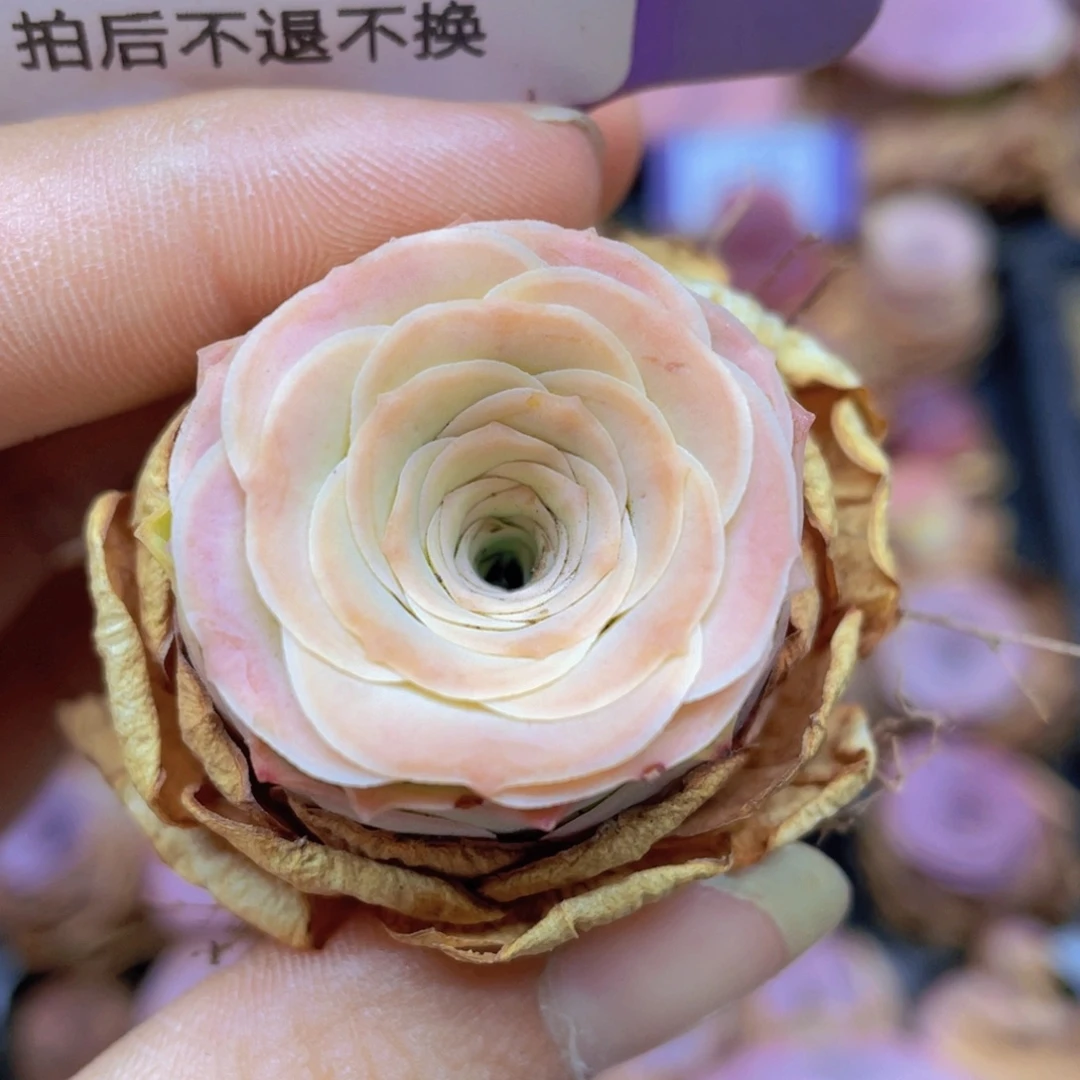 美***夕山地玫瑰J19满38包邮裸根发货