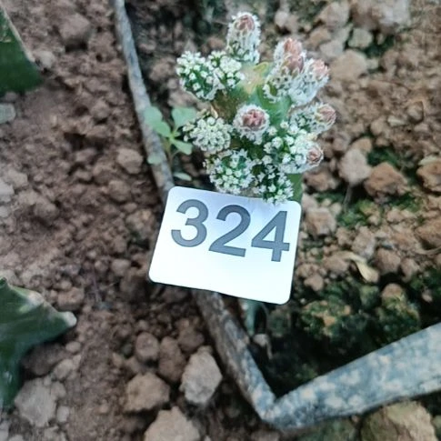 油***头紫色花一棵水仙情郎324