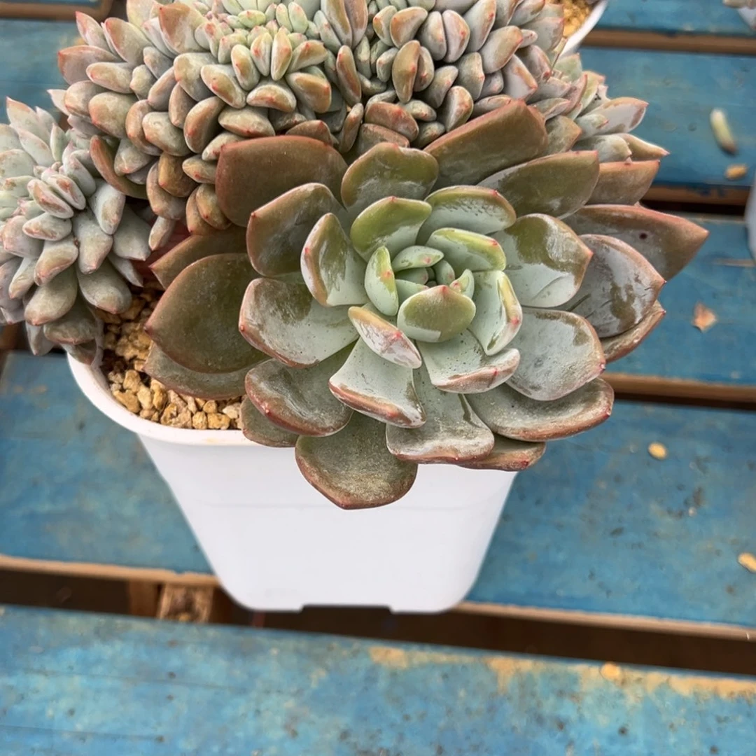 止***期pick拿了罗璐璐谈
